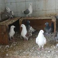 کفتر|پرنده|خرمشهر, |دیوار