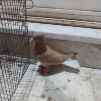 پرنده زینتی