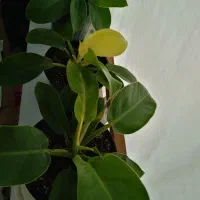 گل های زیبا