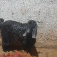 بز نر