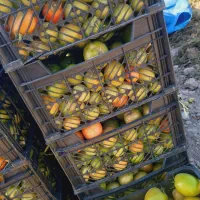 گوجه|خدمات باغبانی و درختکاری|درودزن, |دیوار