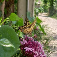 سوئیت و ویلای دوخواب ماسال|اجارهٔ کوتاه‌مدت ویلا و باغ|ماسال, |دیوار