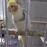 عروس نر|پرنده|تهران, زرگنده|دیوار