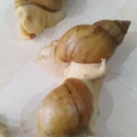 فروشگاه حلزون و ملزومات نگهداری|خزنده|کرج, اتحاد|دیوار