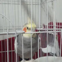 عروس هلندی نروماده سرحال و سالم