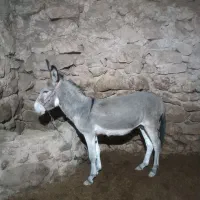 خر نر جوان|حیوانات مزرعه|بجنورد, |دیوار