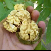 گردو
