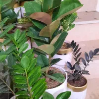 گلهای اپارتمانی زیبا|گل و گیاه طبیعی|تبریز, |دیوار