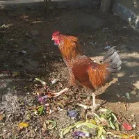 فروش ۲ عدد خروس محلی