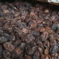 خرمای چومه|عمده‌فروشی|آبپخش, |دیوار