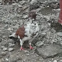 کبوتر بلند پرواز|پرنده|رشت, فخب|دیوار