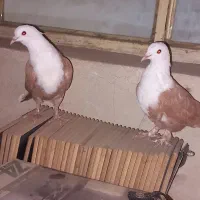 کله سفید کربلایی|پرنده|بومهن, |دیوار