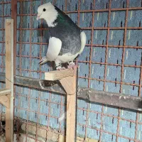 غریب کفتر|پرنده|بجنورد, |دیوار