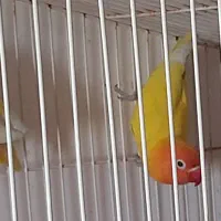 طوطی برزیلی