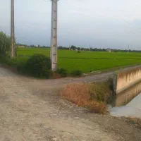 دشت شالیزاری روستای نوده جاده جویبار