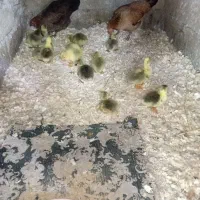 قوفاز آفریقای