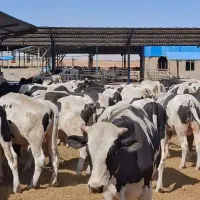 فروش ۳۰ راس گوساله نر پرواری هلشتاین