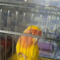 طوطی برزیلی