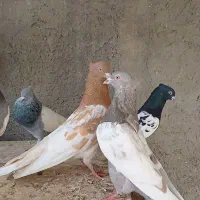کفتر بهبهانی نر