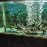 فروش ماهی سیلور شارک