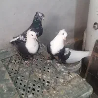 مجسمه معاوضه طوقی  با کاغذی