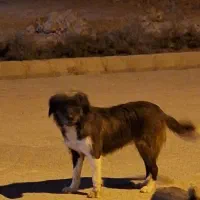 برجی ماده جوان|سگ|شوشتر, |دیوار