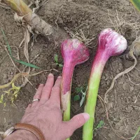 اکیپ کارگر  برداشت سیر میخوام برای امروز فوری