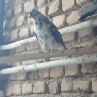 کبوتر تهرانی پرشی|پرنده|محمدشهر, همایون ویلا|دیوار