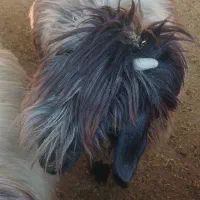 میش بختیاری