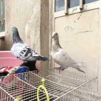 کفتر سرحال ساده