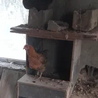 مرغ رسمی تخمگذار|حیوانات مزرعه|مشکین‌دشت, |دیوار