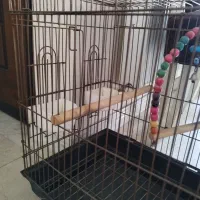 قفس پرنده|لوازم جانبی حیوانات|تهران, حکیمیه|دیوار