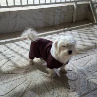 واگذاری شیتزو‌ تریر ۲.۵ ساله|سگ|قزوین, |دیوار