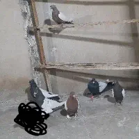 کفتررنگی|پرنده|قم, گلزار|دیوار