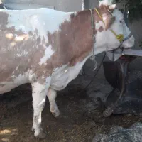 گاو ماده سیمینتال