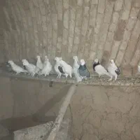 کبوتر فروشی