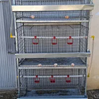 قفس مرغ تخمگذار