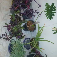 فروشی|ماهی|شاهرود, |دیوار