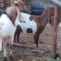 نری دورگه گلابی|حیوانات مزرعه|اسیر, |دیوار