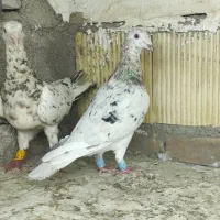 نروماده کوهی . دوکت پلاکی اشعل زرد
