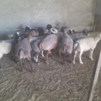 ۱۵راس گوسفند میش چاق کشتاری
