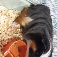 همستر، خوکچه هندی کم سن|موش و خرگوش|اهواز, آریاشهر|دیوار