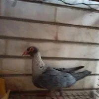 کبوتر بوشهر دشتستان