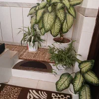 گلهای زیباوشاداب