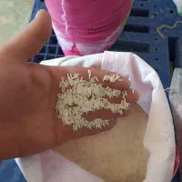 برنج پاکستانی|خوردنی و آشامیدنی|خمینی‌شهر, |دیوار