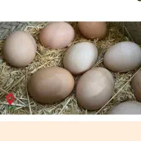 تخم مرغ محلی