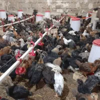 فروش مرغ گلپایگانی