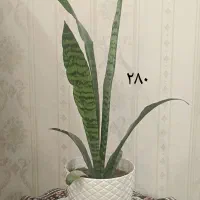 گلهای طبیعی شیک همراه با قیمت درج شده|گل و گیاه طبیعی|بجنورد, |دیوار