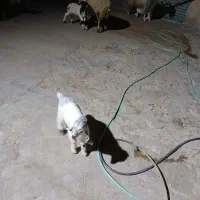 دو عدد بزغاله کوچک شیری خوار بفروش میرسید|حیوانات مزرعه|ایوان, |دیوار