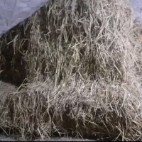 کلوش بسته بندی شده با دستگاه